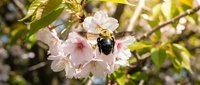 Bumblebee collecting nectar from delicate pink cherry blossoms on flowering tree branch in spring garden with green foliage background for pollination concepts.