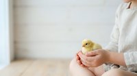 Young chick held gently in cupped hands of person wearing white sweater, symbolizing care, new life, and spring farming concepts for agricultural and Easter-themed designs.