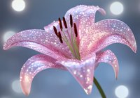 Pink lily flower with water drops and sparkles against blurred bokeh background, macro photography showing delicate petals and stamens in soft morning light.