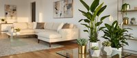 Modern living room interior with houseplants on coffee table, beige sectional sofa and contemporary decor for home design and lifestyle concepts.
