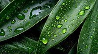 Fresh green leaves with morning dew drops in macro view. Natural pattern of water droplets on dark plant foliage creates refreshing botanical background.