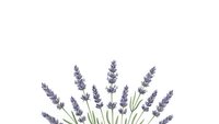 Lavender flowers bouquet arrangement with purple blooms and green stems isolated on white background for aromatherapy and botanical design projects.