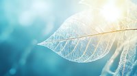 Delicate white skeleton leaf with intricate vein patterns against blurred turquoise background in soft sunlight, creating ethereal natural macro photography.