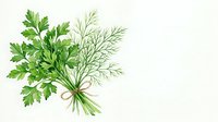 Fresh parsley and dill bouquet tied with twine, watercolor style on white background, isolated for culinary design use.