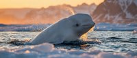 Beluga whale surfacing in Arctic waters during golden hour sunset with snow-covered mountains in background. Marine wildlife photography concept.