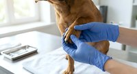 Veterinarian in blue gloves examining brown dog's paw during medical checkup at modern clinic for pet healthcare and animal treatment.