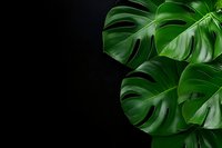 Fresh monstera deliciosa leaves with glossy texture against dark black background, creating dramatic contrast for nature and botanical designs.
