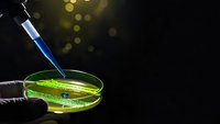 Laboratory scientist using pipette to add blue sample to green bacterial culture in petri dish for microbiology research and scientific analysis.