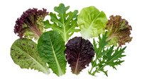 Fresh mixed salad greens and leafy vegetables isolated on white background for healthy eating, cooking and nutrition concepts.