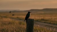 Bird silhouette perched on wooden fence post at sunset in rural countryside landscape with golden hour lighting and rolling hills in background.