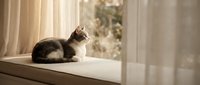 Fluffy tabby and white cat sitting on sunny windowsill with sheer curtains, gazing outdoors at nature, perfect for pet, home decor, and lifestyle content.