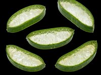 Fresh aloe vera slices with gel, isolated on transparent background, ready for skincare, health, T-shirt, sticker, print on demand, and clipart design use.