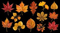 Autumn leaves collection in warm red, orange and yellow tones, isolated on transparent background. Great for clipart, stickers, t-shirt design, sublimation and print on demand.