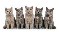 Five adorable British Shorthair kittens sitting in row on white background, gray tabby cats with round faces and plush coats for pet adoption designs.