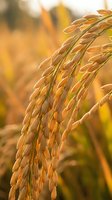 Golden rice grains hanging heavy on stalks in warm sunlight during harvest season, showcasing agricultural abundance and food production.