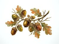 Botanical illustration of oak branch with acorns and autumn leaves isolated on white background, suitable for design, print, and educational materials.