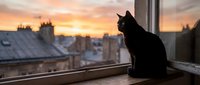 Black cat sitting on windowsill at sunset, gazing at urban rooftop skyline. Silhouetted feline by window during golden hour, perfect for pet and lifestyle content.