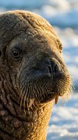 Close-up portrait of walrus head showing detailed whiskers and tusks in golden sunlight against blurred ocean background for wildlife photography projects.