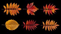 Autumn leaves in various shades of orange, red, and yellow isolated on transparent background. Ready for clipart, t-shirt design, stickers, sublimation, print-on-demand products and digital crafts.