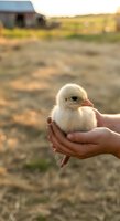Young chick held in hands on farm at sunset. Newborn poultry in child's palms with rural barn and field background for agriculture and farming concepts.