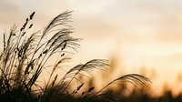 Tall ornamental grass silhouettes swaying gently against warm golden sunset sky creating peaceful natural landscape scene for relaxation and meditation themes.
