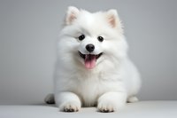Happy white Japanese Spitz puppy with fluffy fur lying on white surface against gray background, showing tongue and friendly expression.