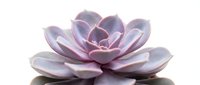 Isolated purple succulent plant with thick fleshy leaves on white background, suitable for botanical designs, gardening content, and decorative applications.