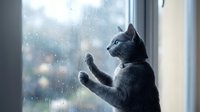 Gray cat with blue eyes standing on hind legs, paws on rainy window, gazing outside with curiosity on a cloudy day.