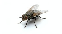 Housefly isolated on white background, detailed macro view showing wings, body texture and legs for educational, scientific, pest control, or design purposes.