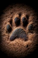 Animal paw print impression in dark soil or sand with dramatic lighting and vignette effect, showing detailed texture and depth for nature and wildlife concepts.