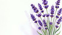Fresh purple lavender flowers with green stems on soft gradient background for aromatherapy spa wellness natural organic botanical design projects.