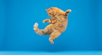 Orange tabby cat jumping and playing in mid-air against bright blue background, isolated for design use in pet advertising and promotional materials.