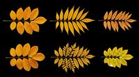 Autumn compound leaves set in golden yellow and orange tones, isolated on transparent background. Great for fall clipart, t-shirt design, stickers, sublimation, print on demand.