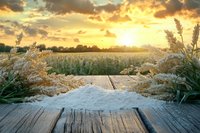 Golden sunset over rural field with pampas grass framing wooden deck, creating serene countryside atmosphere at dusk.