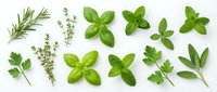 Fresh culinary herbs collection including basil, rosemary, thyme, parsley and mint leaves arranged on white background for cooking and seasoning recipes.