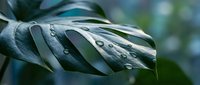 Fresh monstera deliciosa leaf with morning dew drops in soft natural light creating peaceful botanical atmosphere for wellness and nature themes.