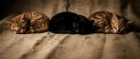 Three adorable kittens sleeping peacefully on rustic burlap fabric, featuring orange tabby and black cats resting together in warm natural lighting.
