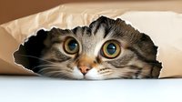 Curious tabby cat peeking through torn paper hole with bright green eyes and surprised expression for pet care advertising and playful design projects.