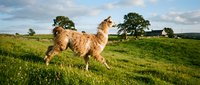 Llama standing in lush green pasture with trees and rolling hills under cloudy sky, suitable for agriculture and farm-related content.