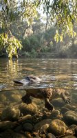 Platypus swimming in clear river water with rocky bottom and overhanging willow branches in natural Australian habitat during golden hour sunlight.