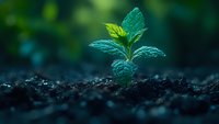 Young green plant seedling emerging from dark soil in morning dew, macro photography with shallow depth of field showing new growth and nature awakening.
