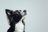 Border Collie dog with black and white fur looking up attentively against light background, showing intelligence and alertness in profile view.