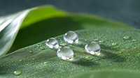 Macro shot of pure water drops on green leaf surface showing nature's purity and freshness. Morning dew creates spherical droplets reflecting light.