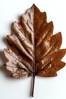 Dried brown autumn oak leaf with detailed veins and texture isolated on white background, perfect for seasonal designs and nature concepts.