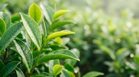 Fresh green tea leaves with water droplets in morning sunlight, suitable for beverage, agriculture, and wellness industry marketing materials.