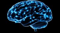 Glowing blue brain model on black background shows detailed neural network and anatomical structure, suitable for medical and educational presentations.