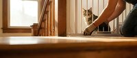 Tabby cat sitting on wooden stairs while person's hand reaches down to pet, warm sunlight streaming through window creating cozy domestic scene.