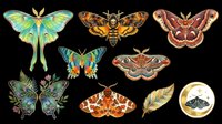 Colorful moth and butterfly collection isolated on transparent background. Includes luna moths, swallowtails, and various species. Ready for clipart, t-shirt design, stickers, sublimation, and print-on-demand projects.
