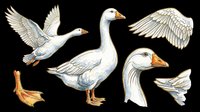 Elegant white geese with detailed feathers and orange beaks isolated on transparent background. Ready for t-shirt designs, clipart, stickers, sublimation, print-on-demand products and digital crafts.