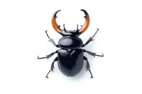 Black stag beetle with orange horns isolated on white background, detailed macro photography showing texture and anatomy of insect specimen.
